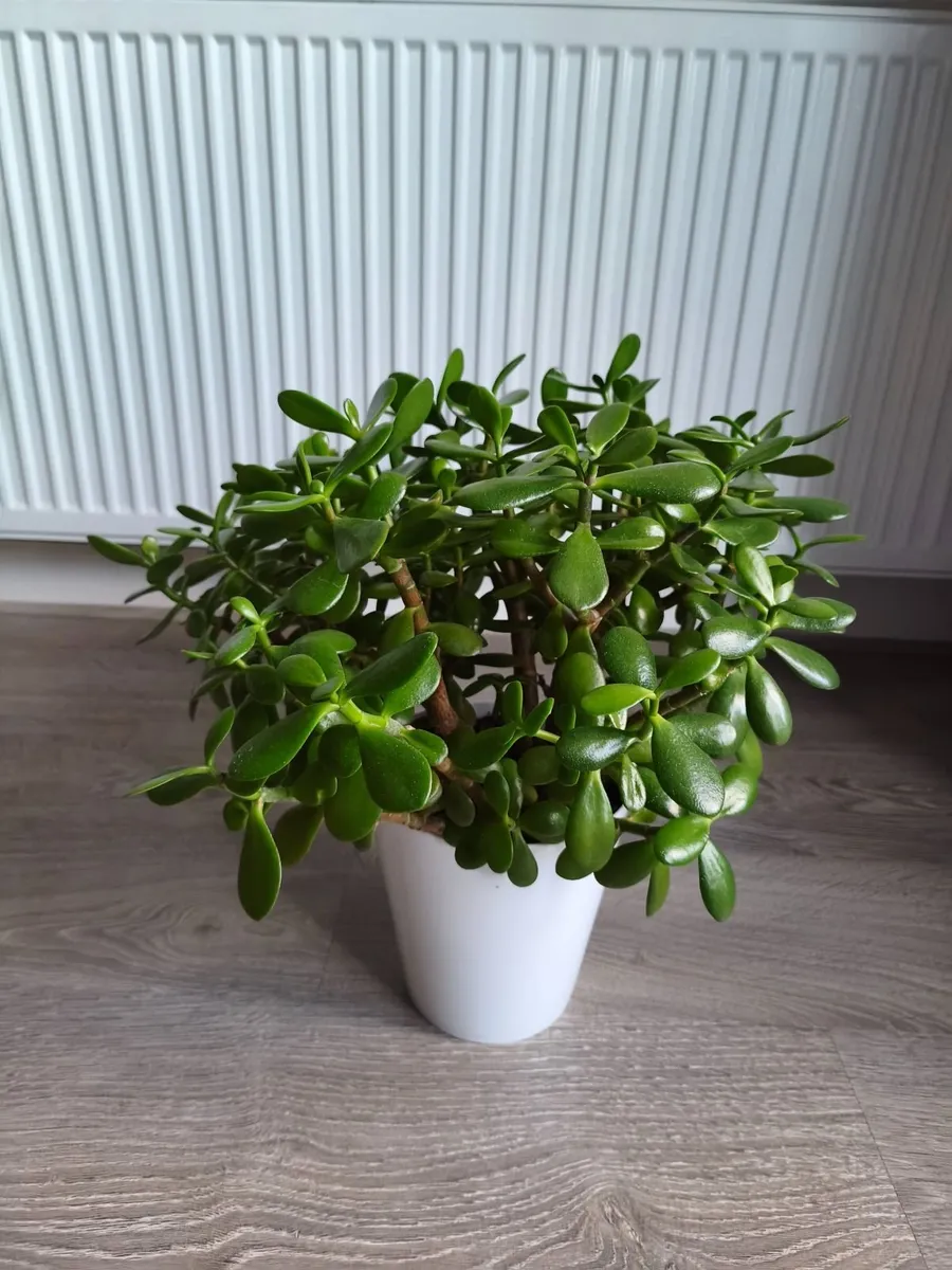 Plant pot - Image 1