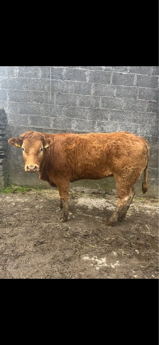 Purebred Limousine Heifer - Image 1