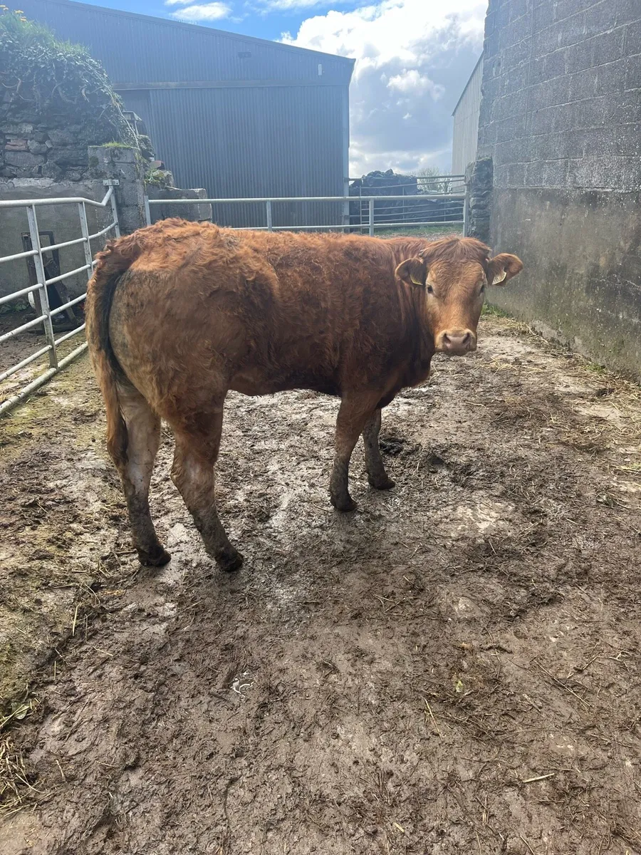 Purebred Limousine Heifer - Image 2