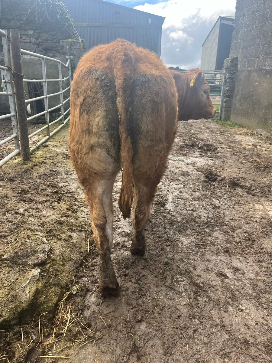 Purebred Limousine Heifer - Image 3