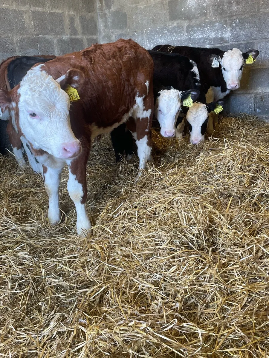 Nearly Reared Hereford Heifers - Image 1