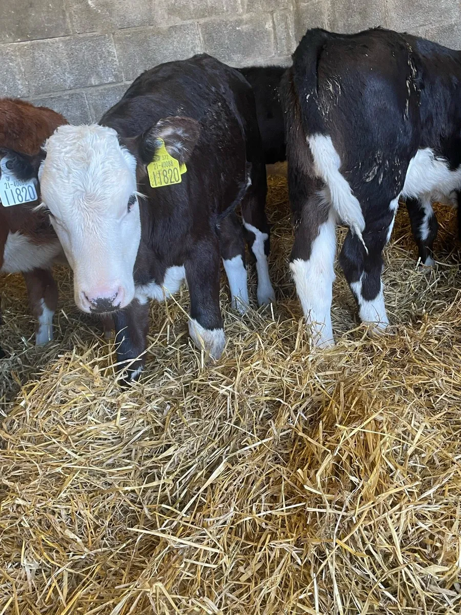 Nearly Reared Hereford Heifers - Image 2