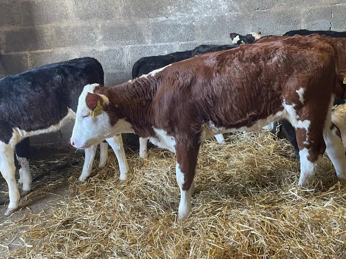 Nearly Reared Hereford Heifers - Image 3