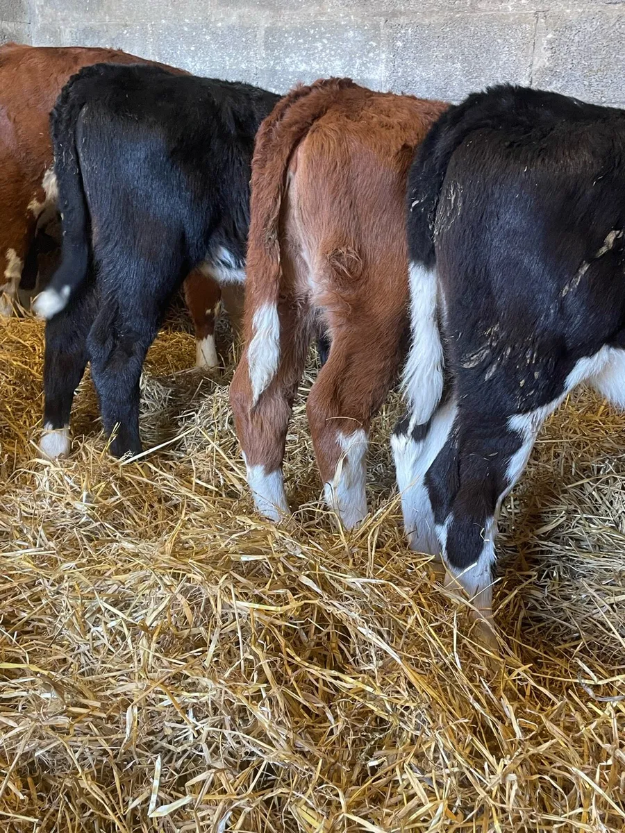 Nearly Reared Hereford Heifers - Image 4