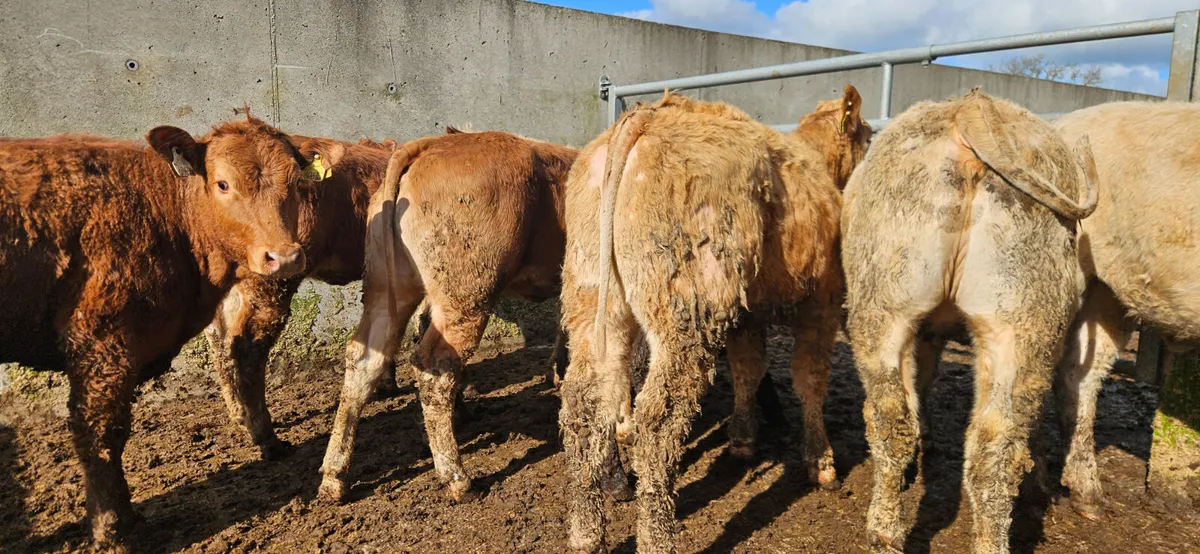 8 Smashing U Grade Continental Heifers. - Image 2