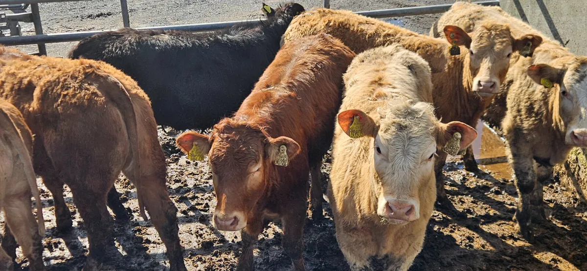 8 Smashing U Grade Continental Heifers. - Image 1