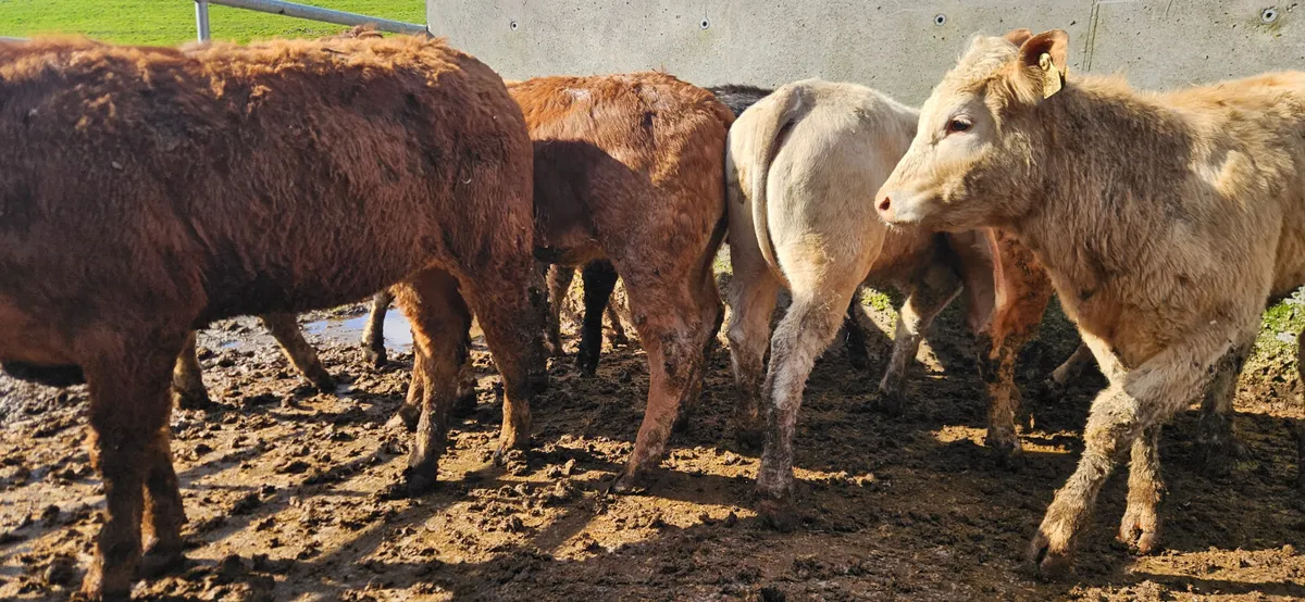 8 Smashing U Grade Continental Heifers. - Image 4
