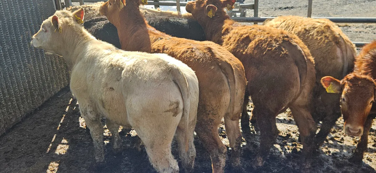 8 Smashing U Grade Continental Heifers. - Image 3