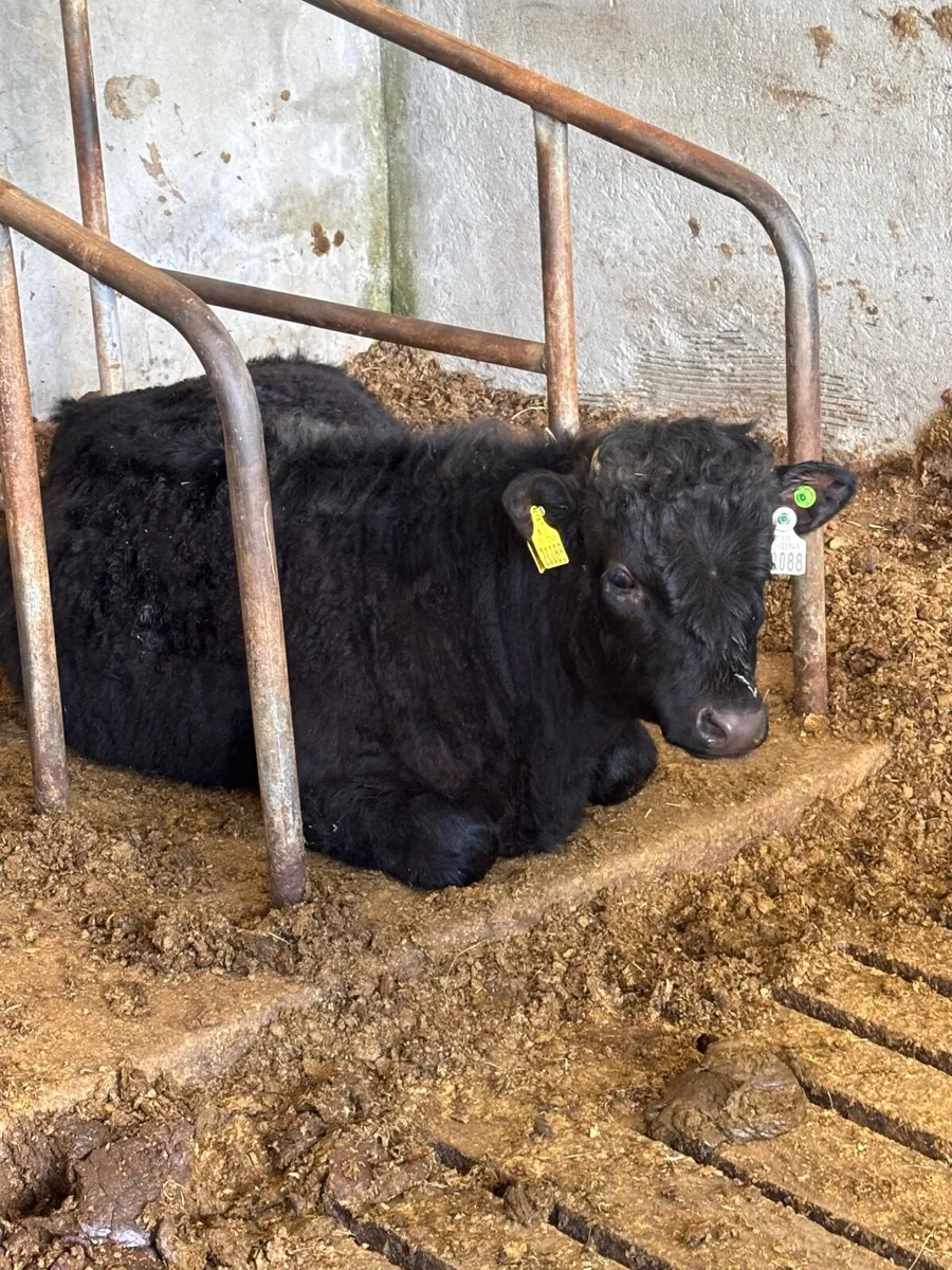 Dexter bullock - Image 4