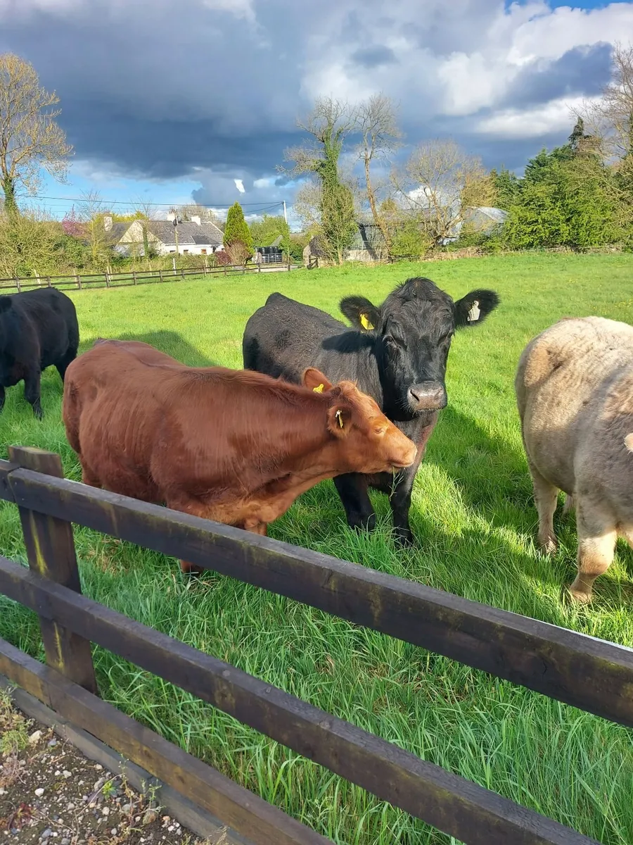 Organic bullocks - Image 2