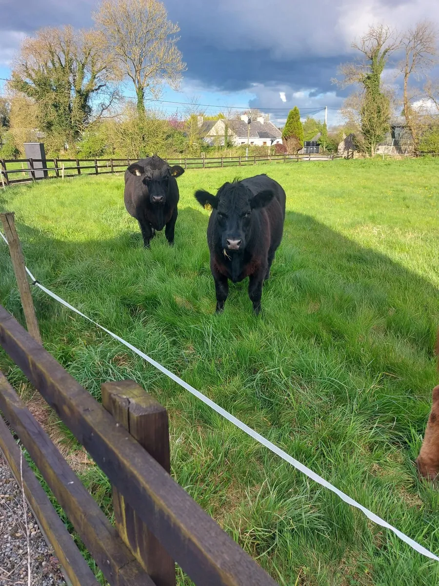 Organic bullocks - Image 3