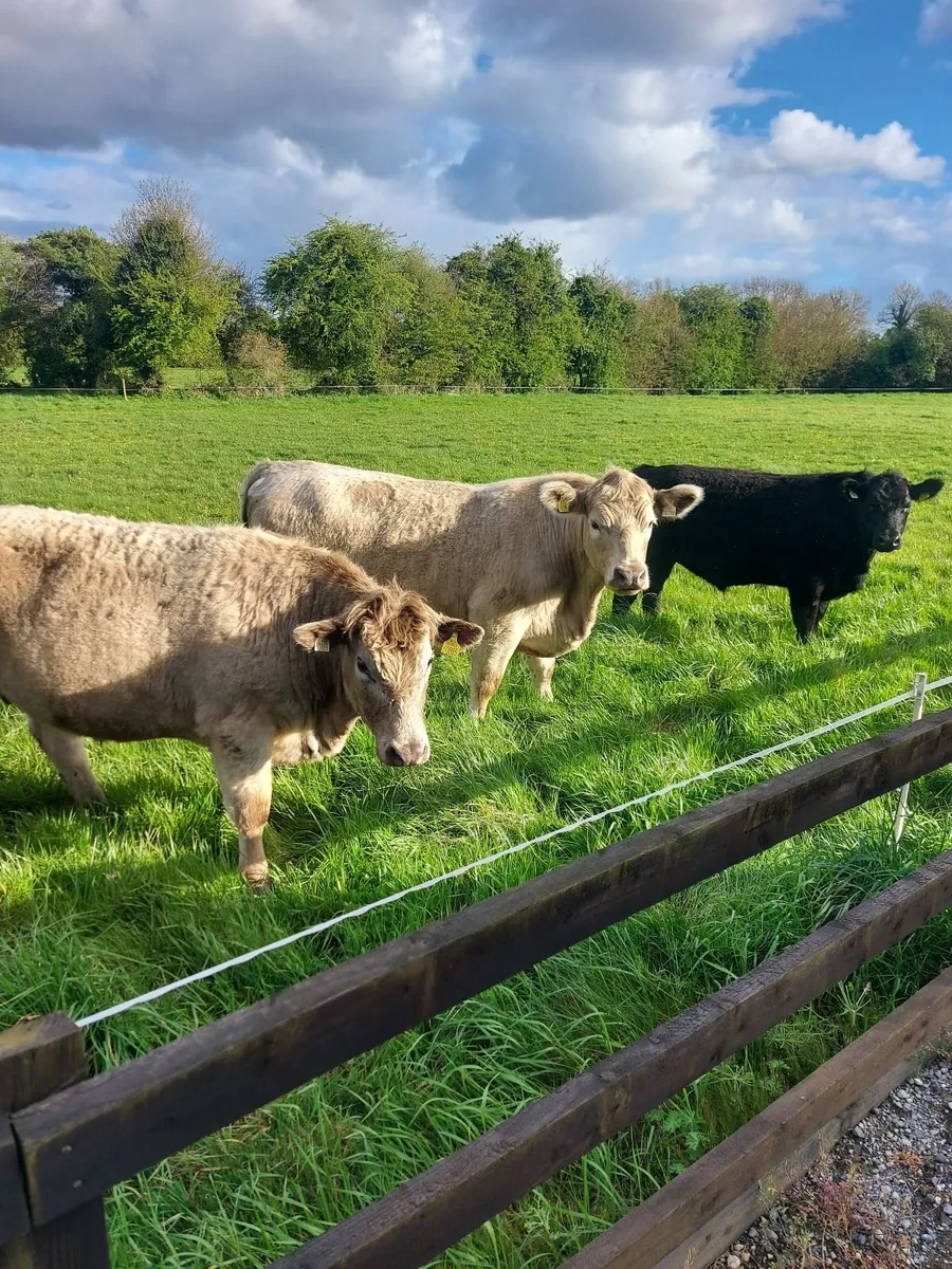 Organic bullocks - Image 1