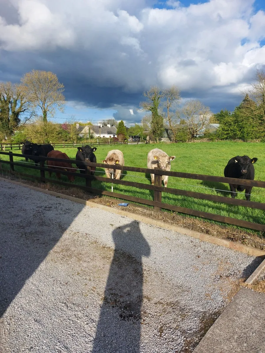 Organic bullocks - Image 4