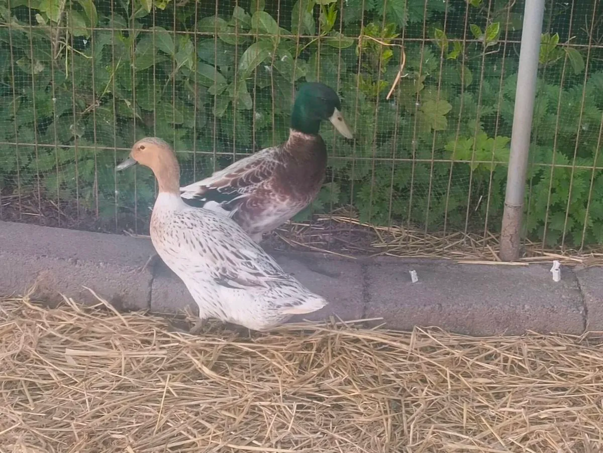 Duck and Drake Abacot Ranger - Image 1