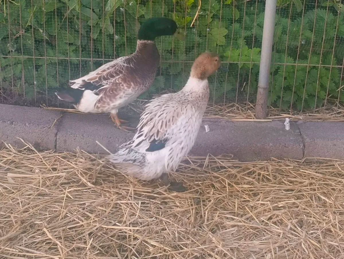 Duck and Drake Abacot Ranger - Image 2