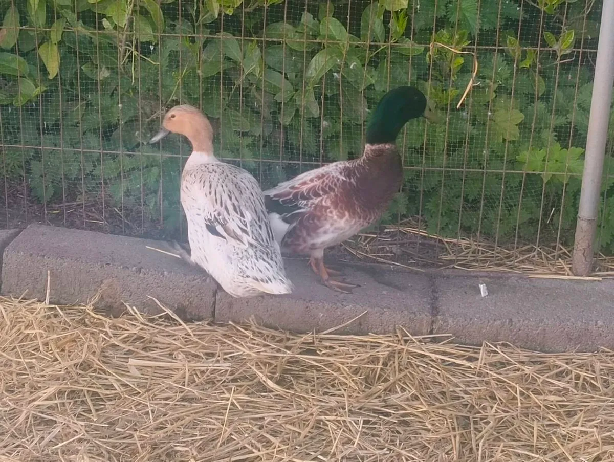 Duck and Drake Abacot Ranger - Image 3