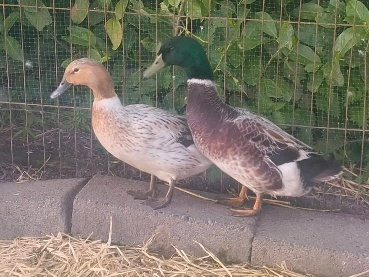 Duck and Drake Abacot Ranger - Image 4