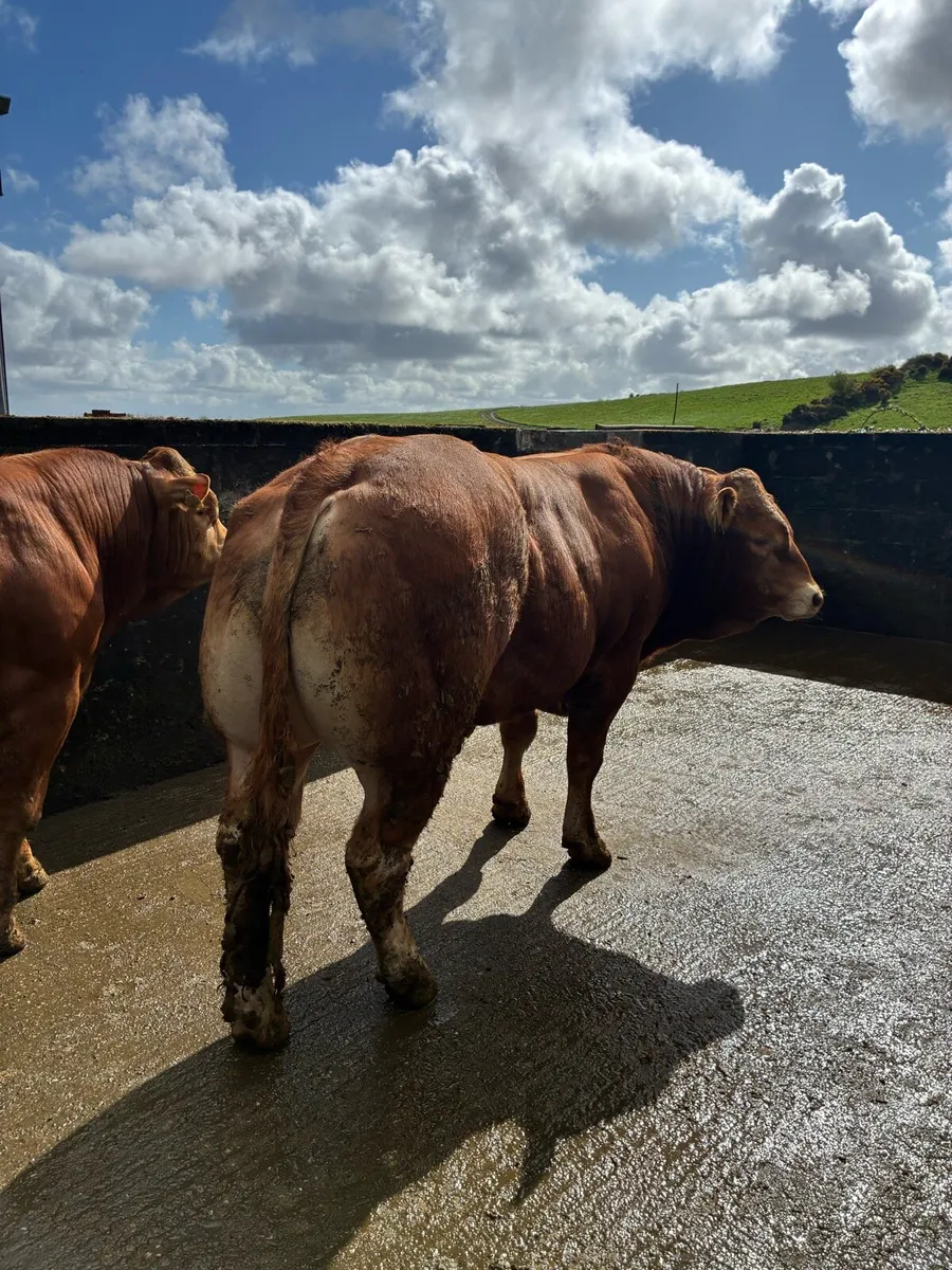 PBR Limousin Bulls - Image 3