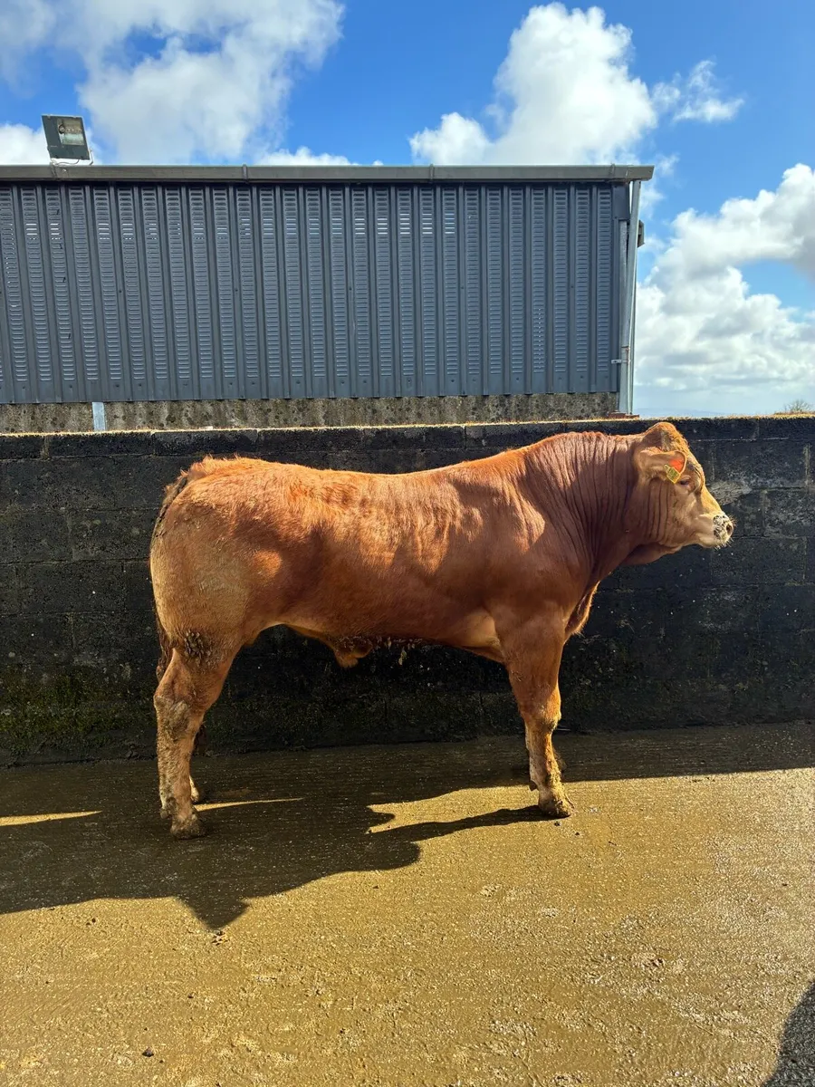 PBR Limousin Bulls - Image 4