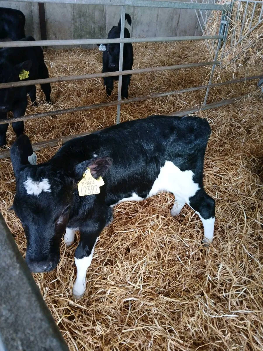 High ebi heifer calf - Image 3