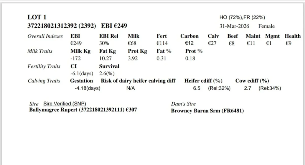 High ebi heifer calf - Image 2