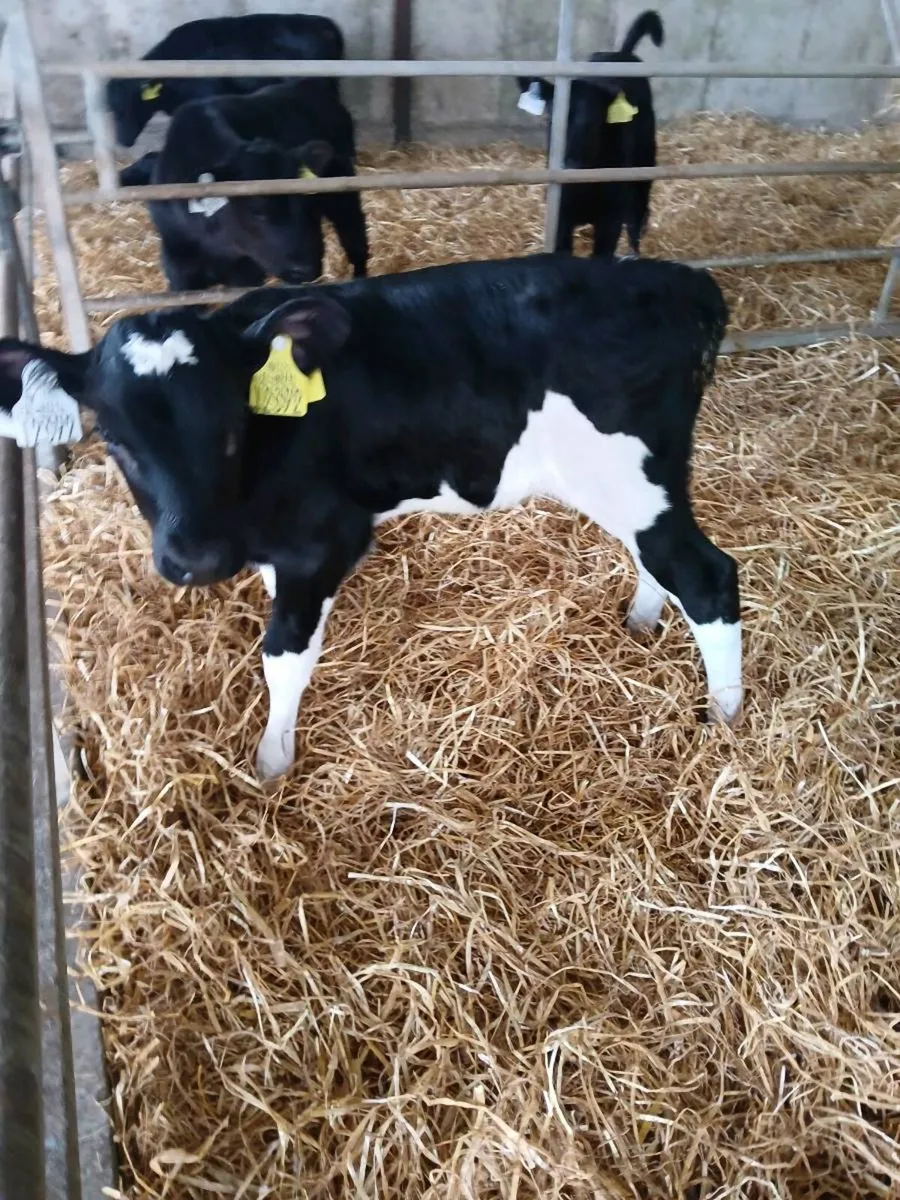 High ebi heifer calf - Image 1