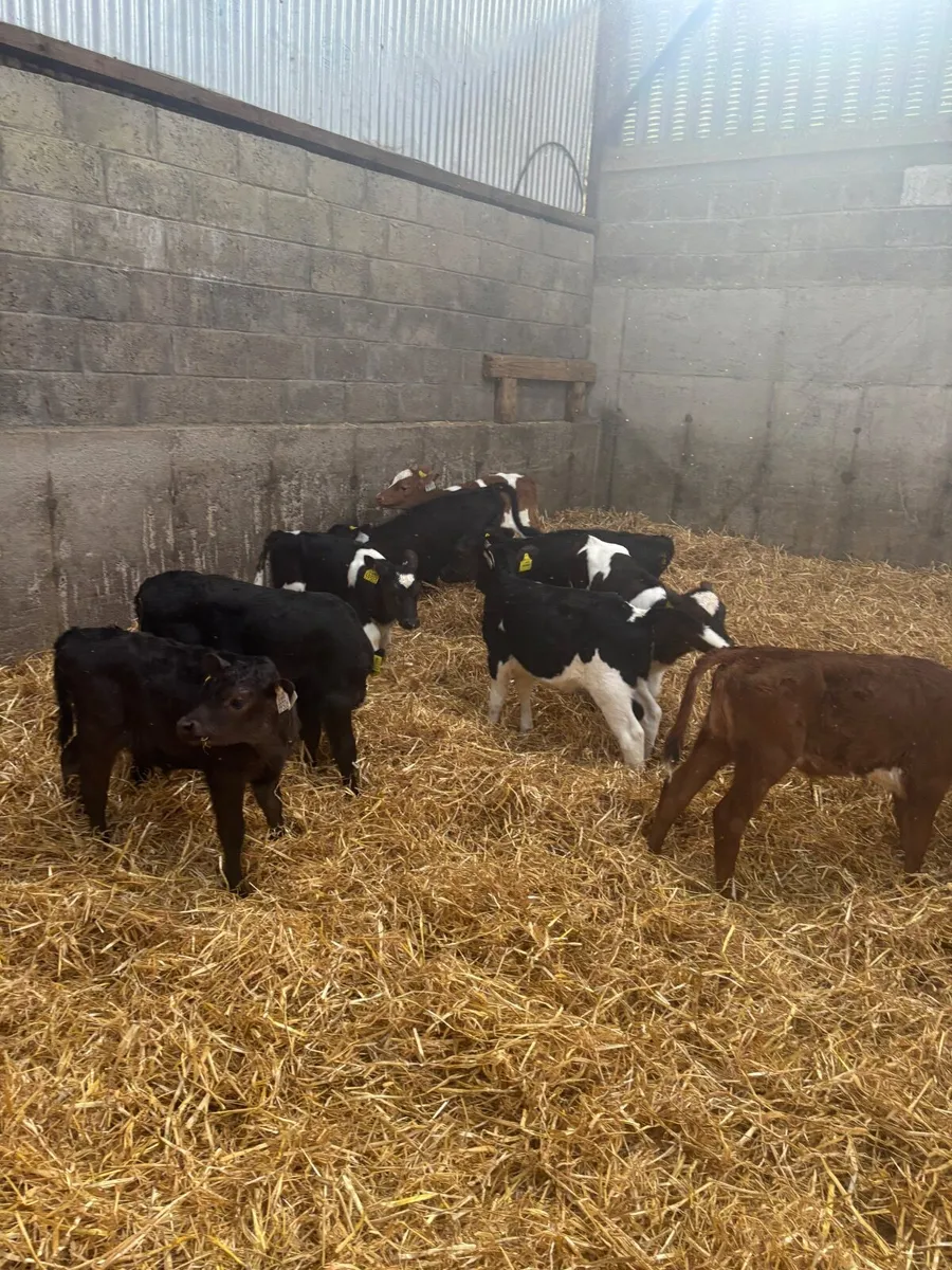 Friesian X Heifer Calves for sale - Image 4