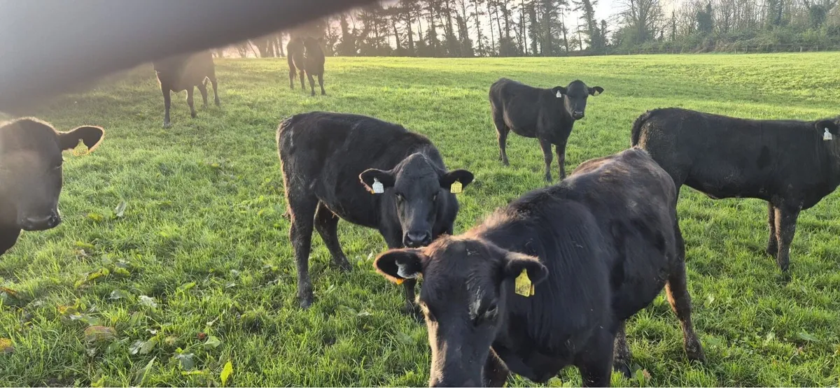 Heifers - Image 2