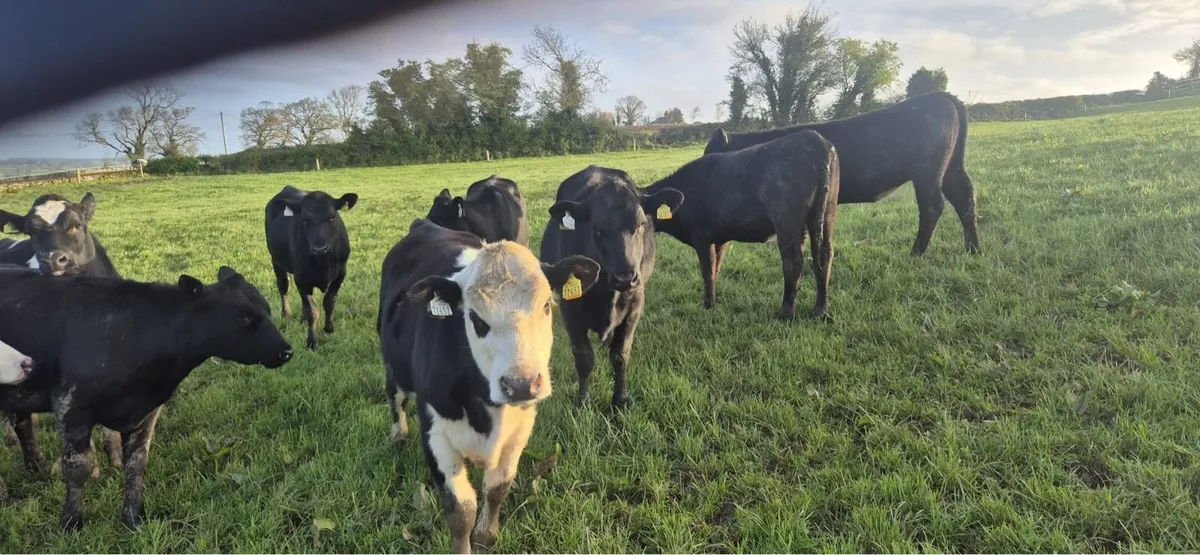 Heifers - Image 4