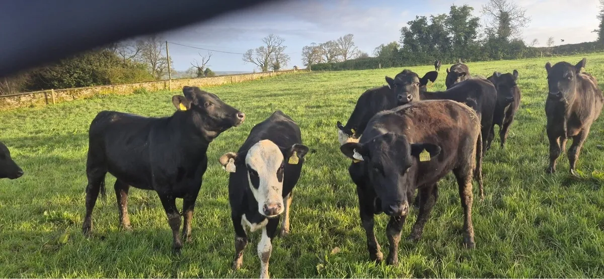 Heifers - Image 3