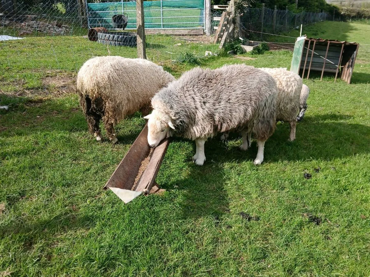 Herdwick ram - Image 2