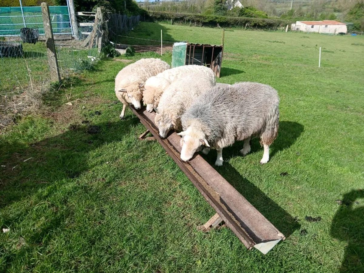 Herdwick ram - Image 3