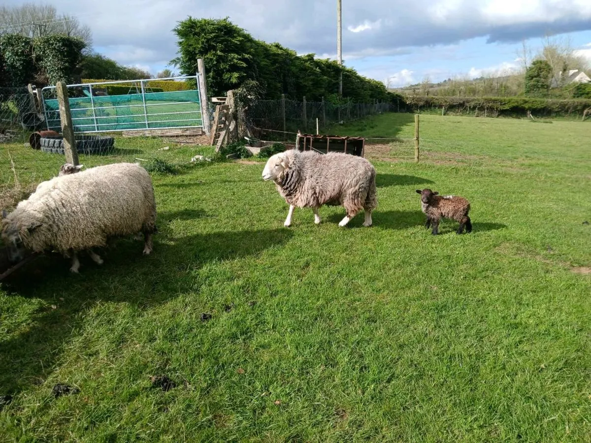 Herdwick ram - Image 4