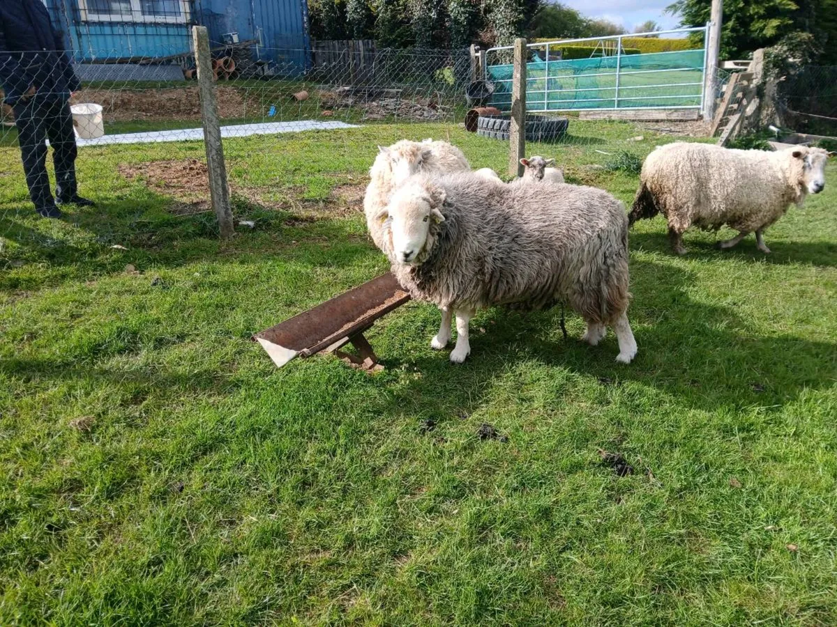 Herdwick ram - Image 1