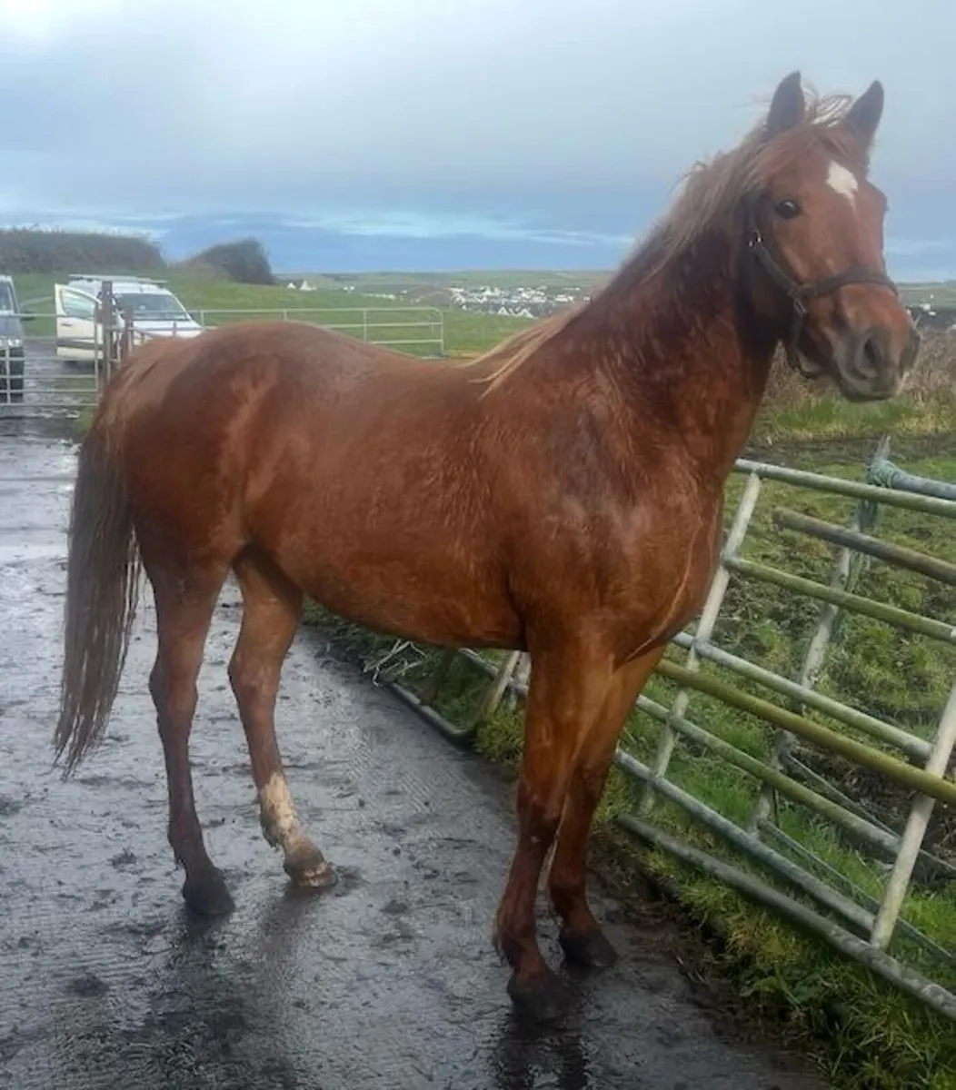 4 year old filly - Image 2