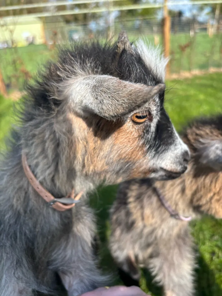 Pygmy Goats - Image 2