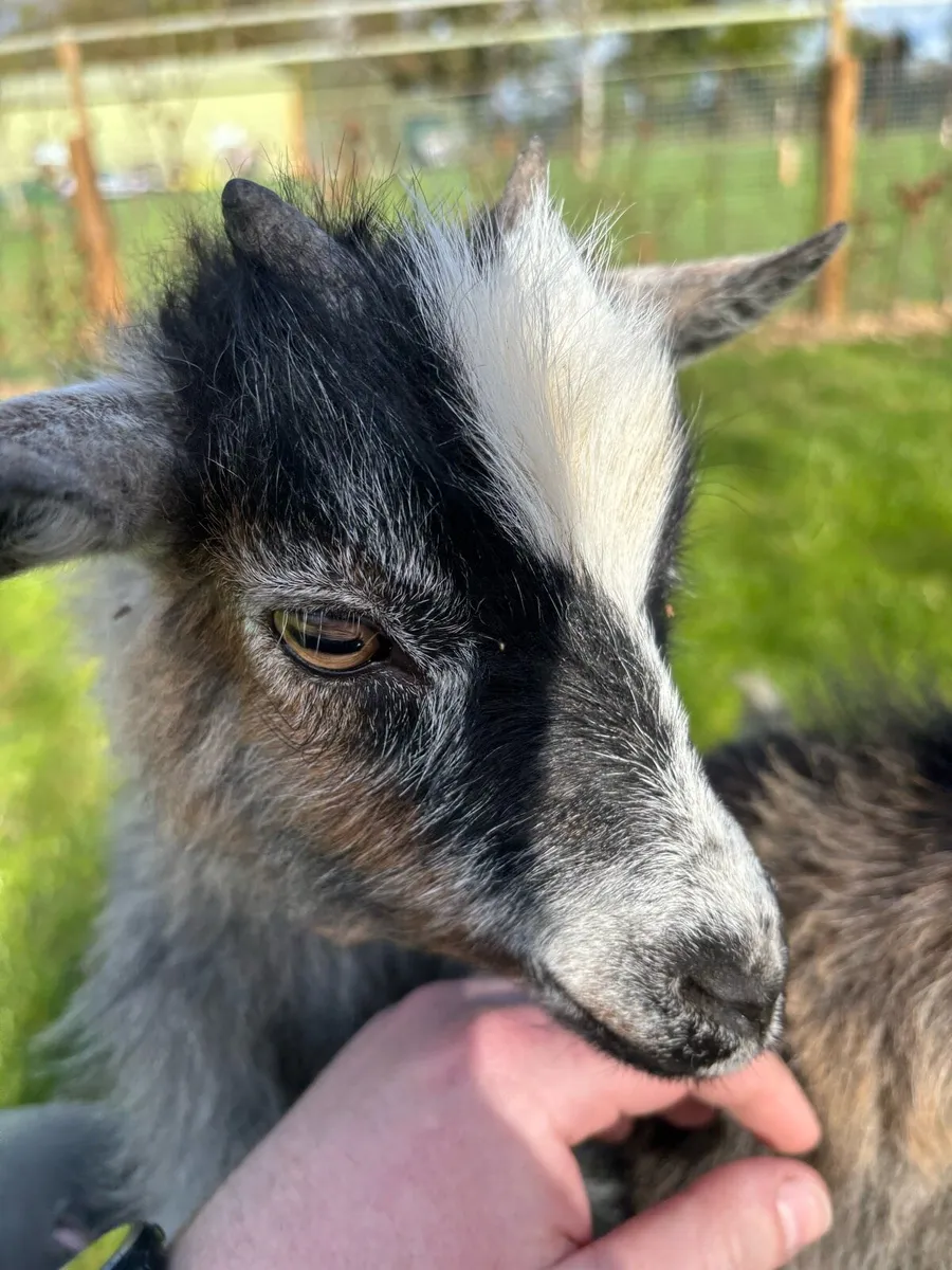 Pygmy Goats - Image 3