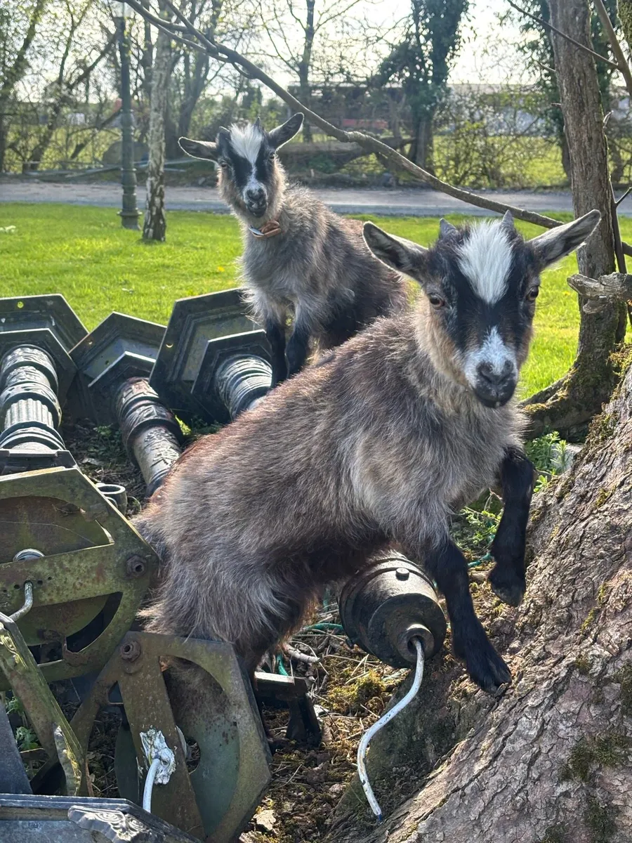 Pygmy Goats - Image 4