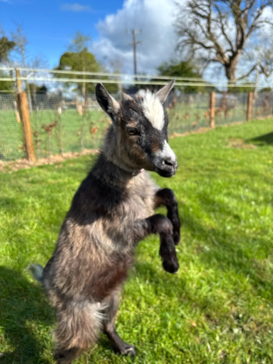 Pygmy Goats - Image 1