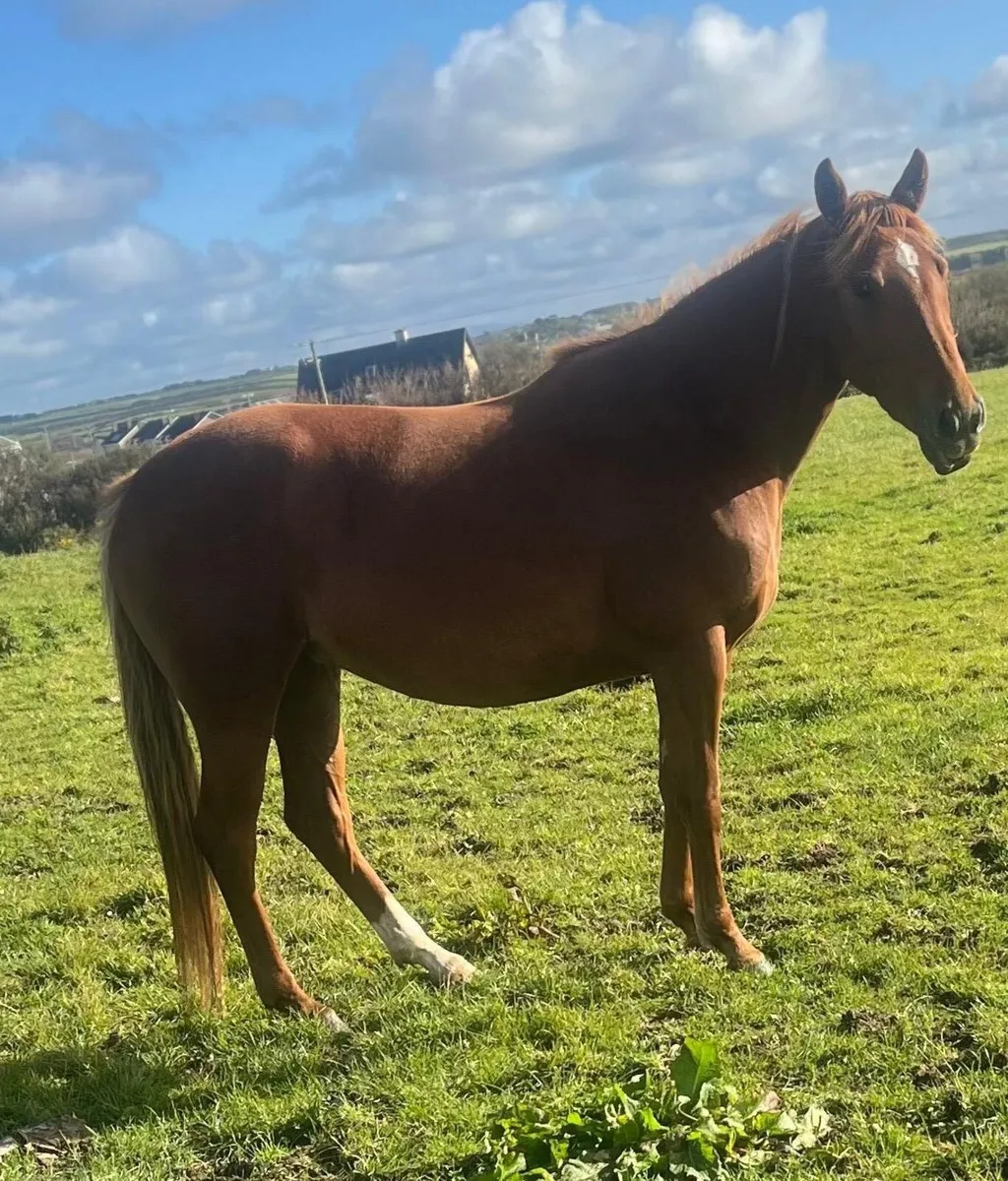 4 year old filly - Image 1