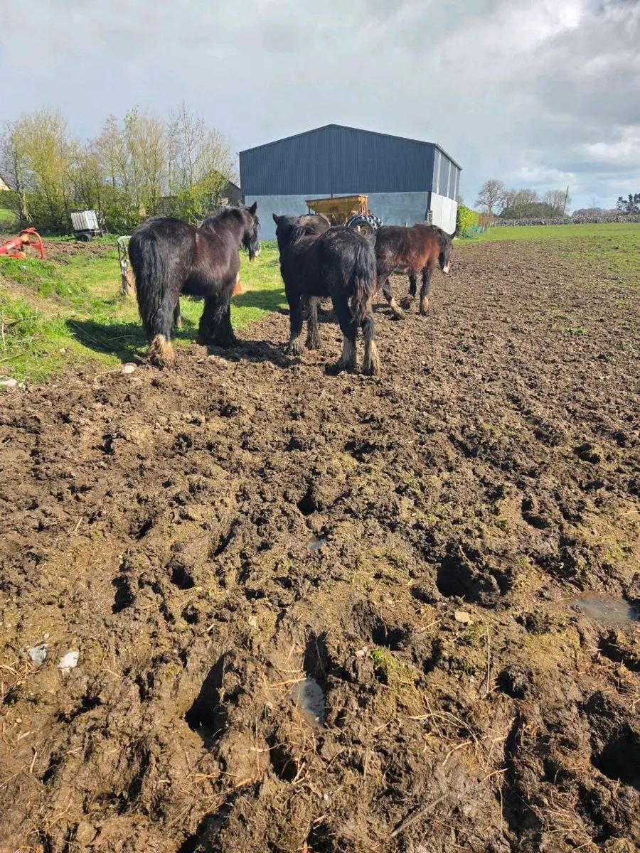 2 year old gilding - Image 4