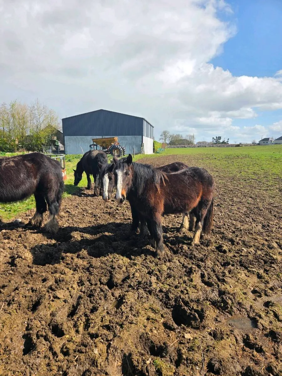 2 year old gilding - Image 3