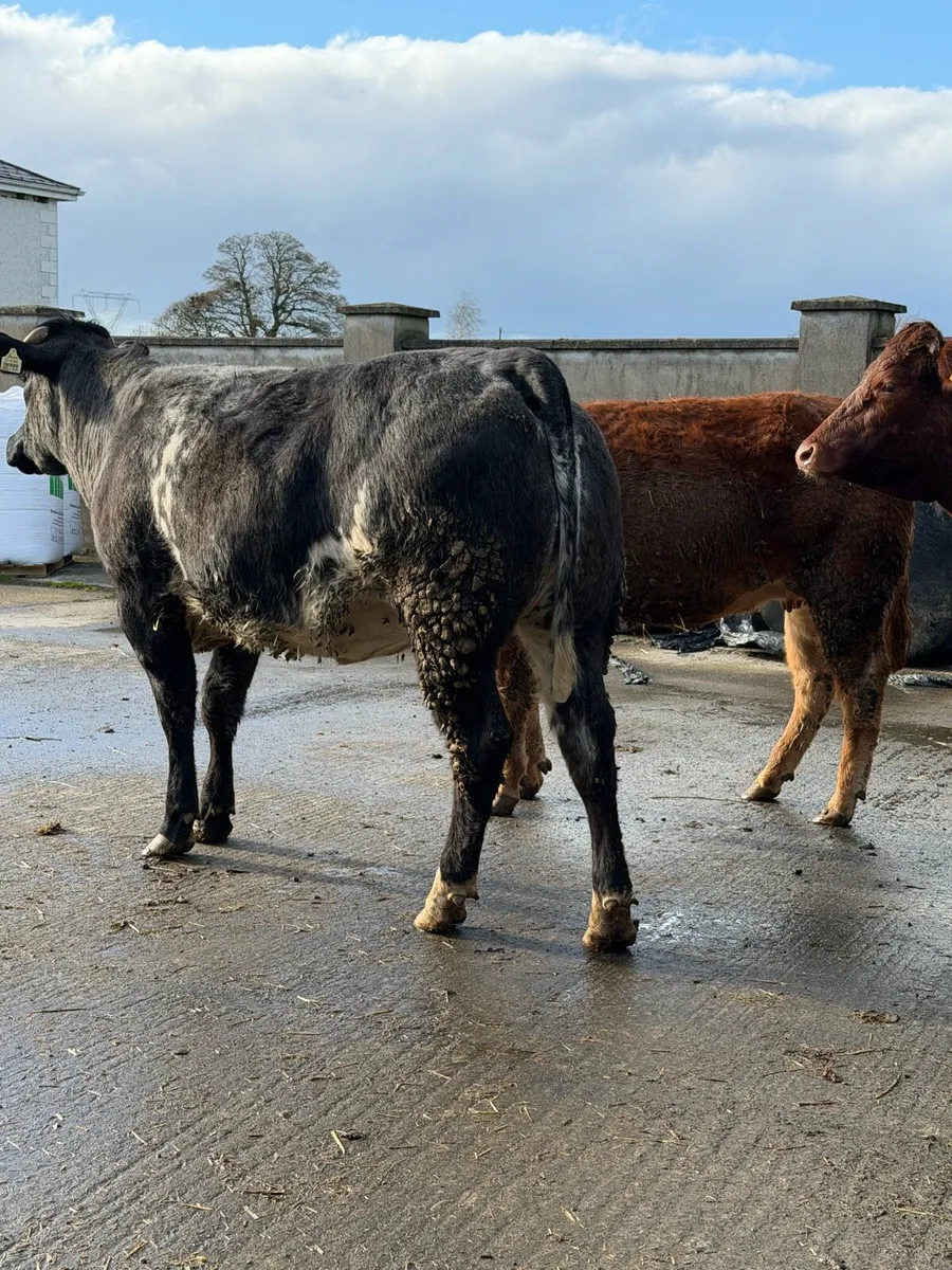 6 super Incalf heifers for tullamore Mart 20th - Image 1