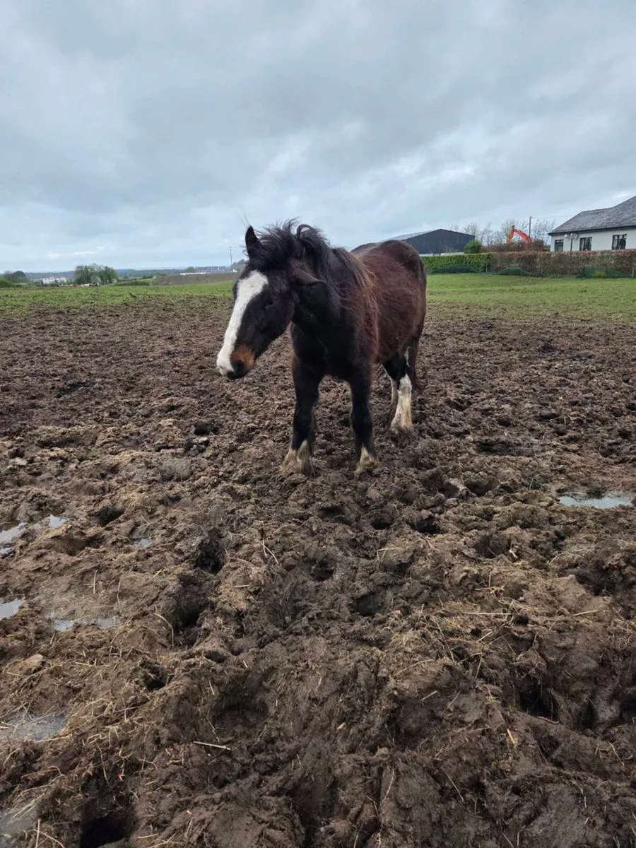 2 year old gilding - Image 1