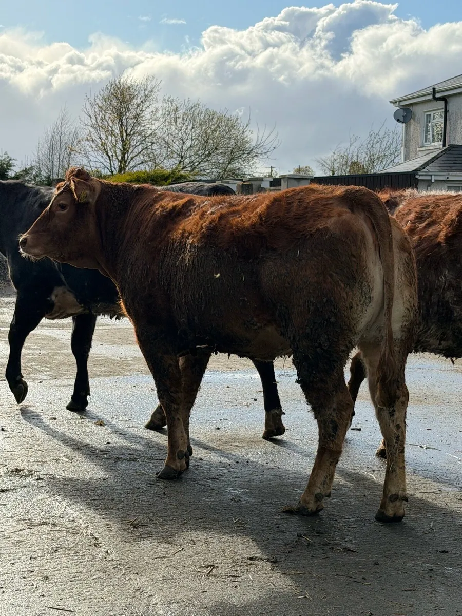 6 super Incalf heifers for tullamore Mart 20th - Image 2
