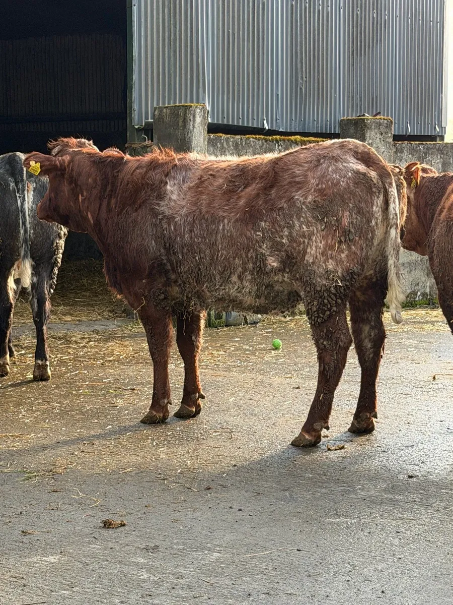 6 super Incalf heifers for tullamore Mart 20th - Image 3