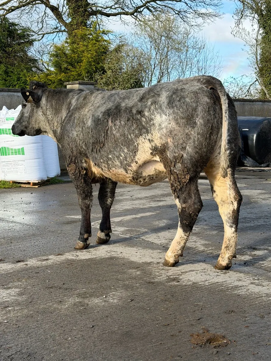 6 super Incalf heifers for tullamore Mart 20th - Image 4