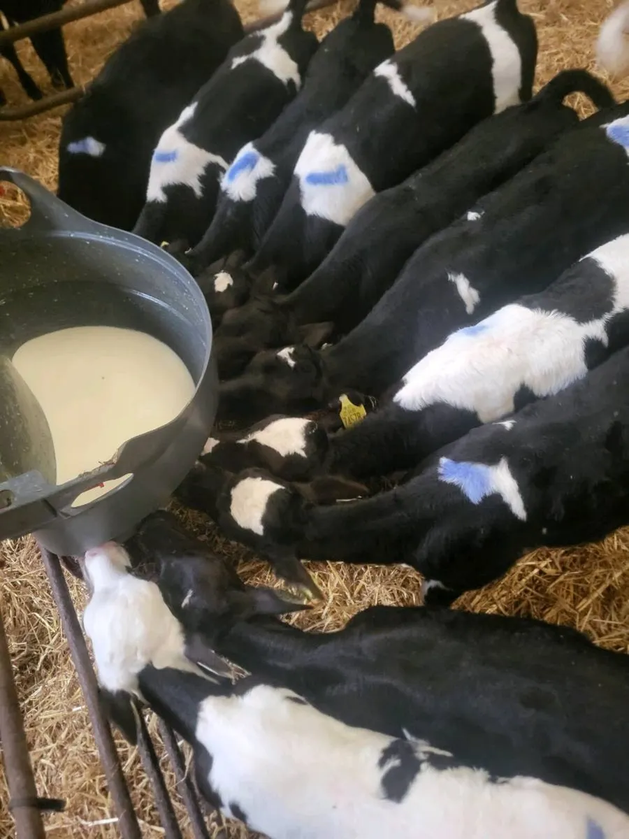 Heifer calves - Image 1