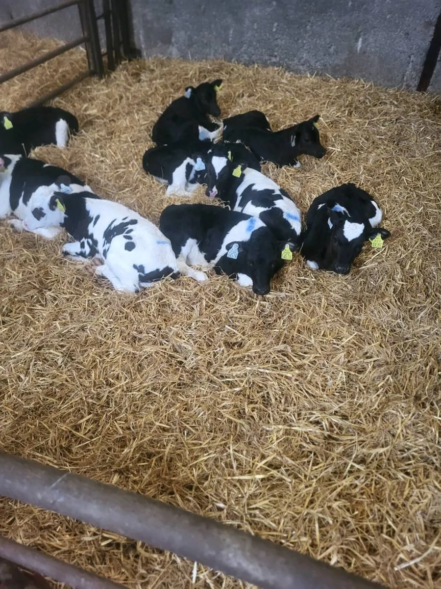 Heifer calves - Image 2