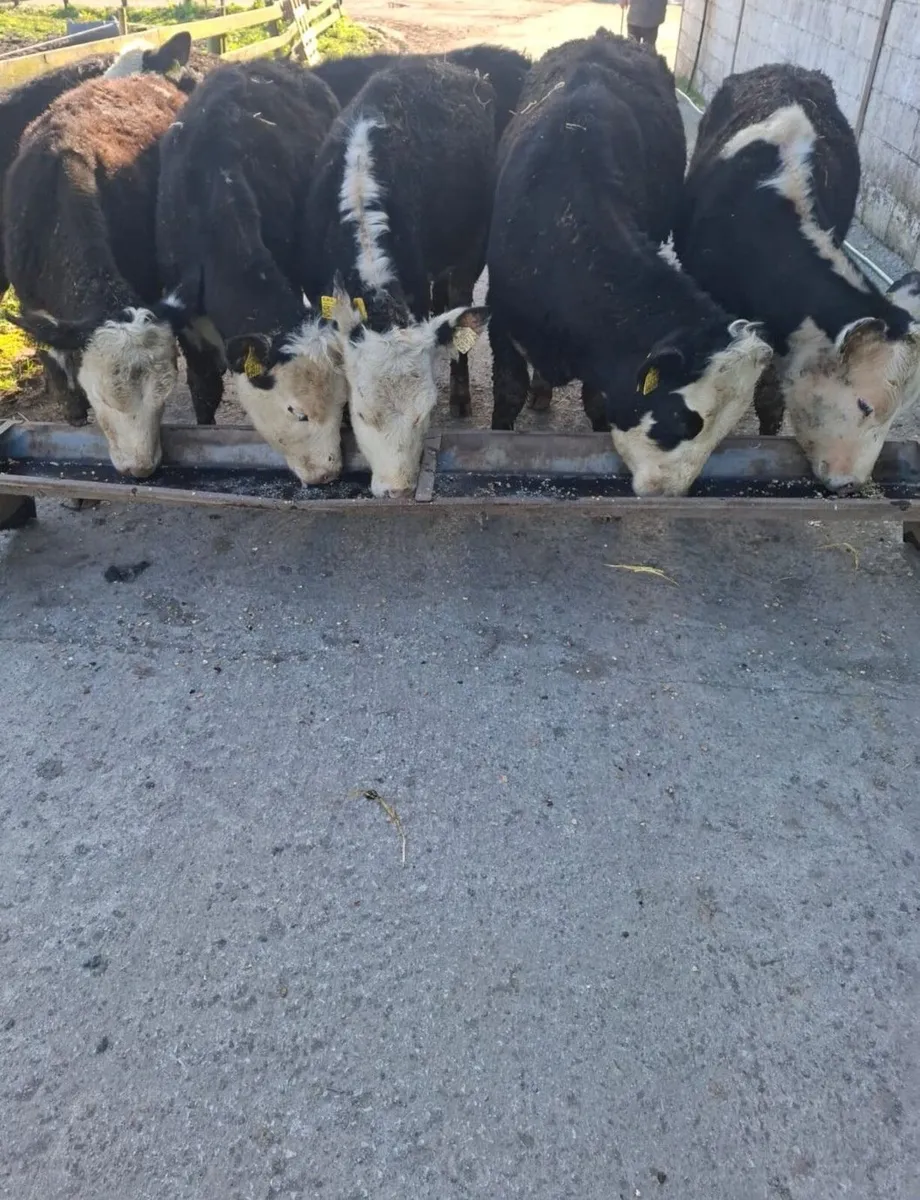 Whitehead Heifers - Image 1